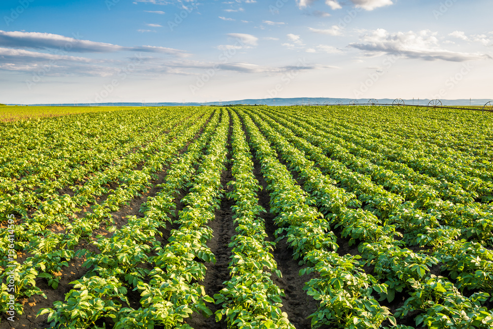 Green field of potato crops in a row - obrazy, fototapety, plakaty 