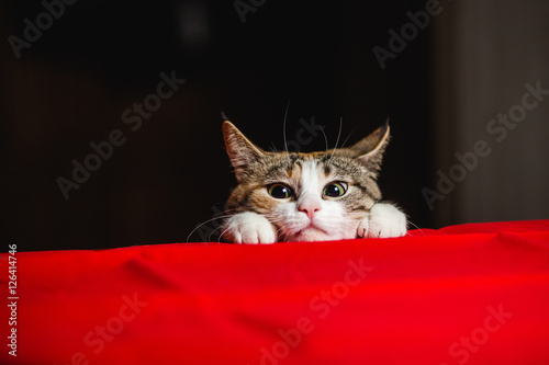 Canvas Print Cat in ambush with wild eyes before jumping