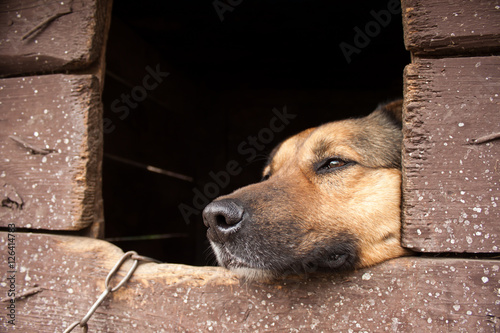 Dog looking outside from kennel