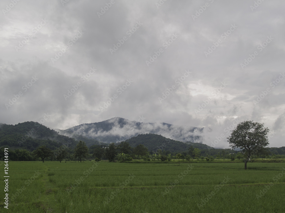 The mountains, under the fog and the rice fields.
