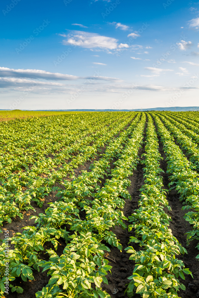 Green field of potato crops in a row Green field of potato crops in a row