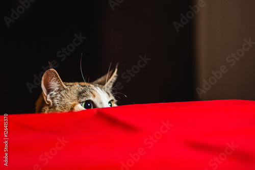 Photos Cat in ambush with wild eyes before attack.