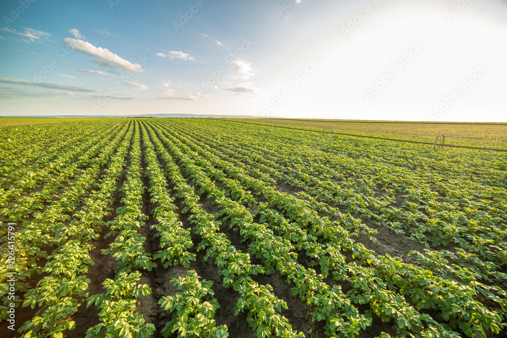 Green field of potato crops in a row