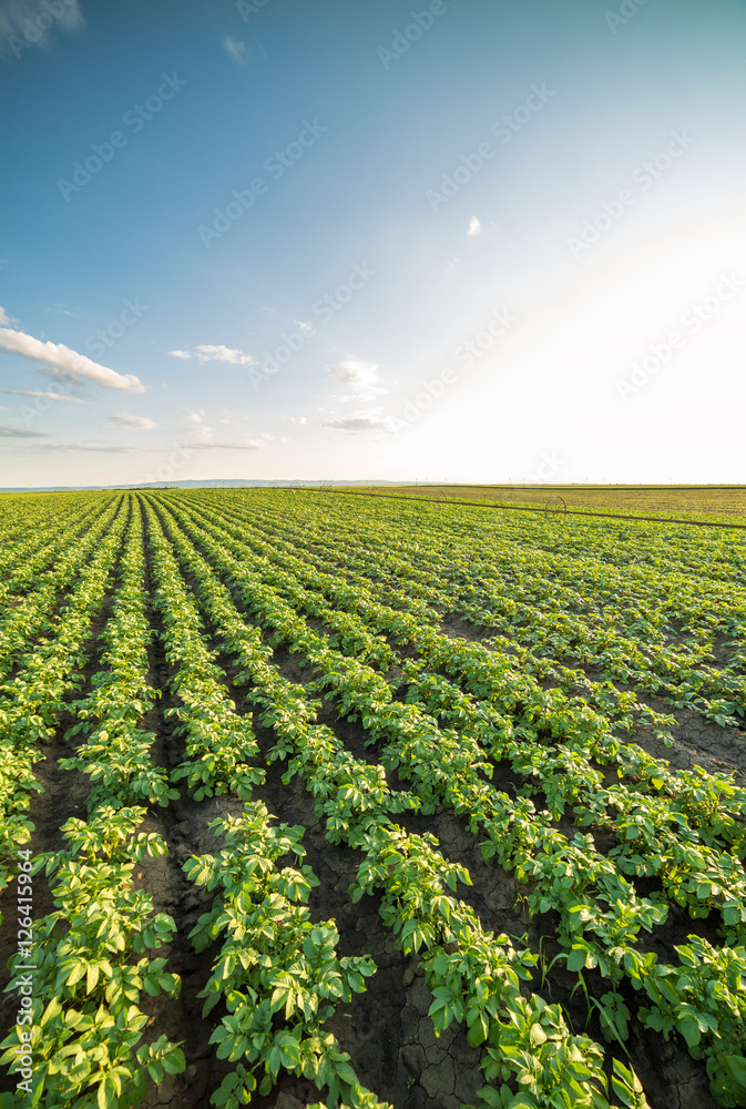 Green field of potato crops in a row