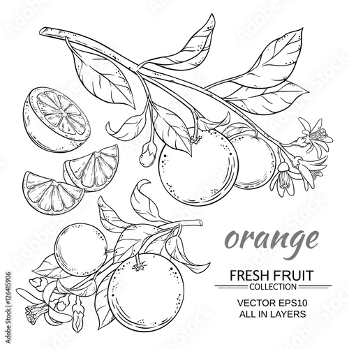 orange vector set