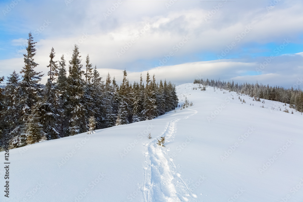 Few green trees in the magical snowflakes. Few green trees in the magical snowflakes.