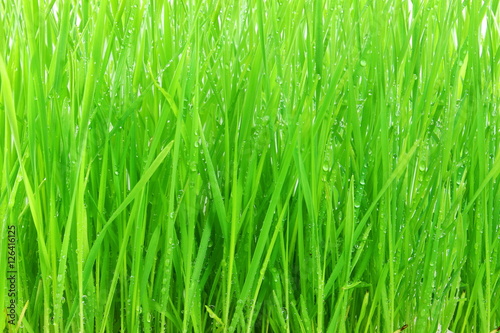 fresh homegrown Wheat grass plants with water drops