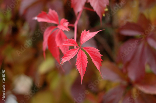 Red leaves of wild grapes in the autumn.