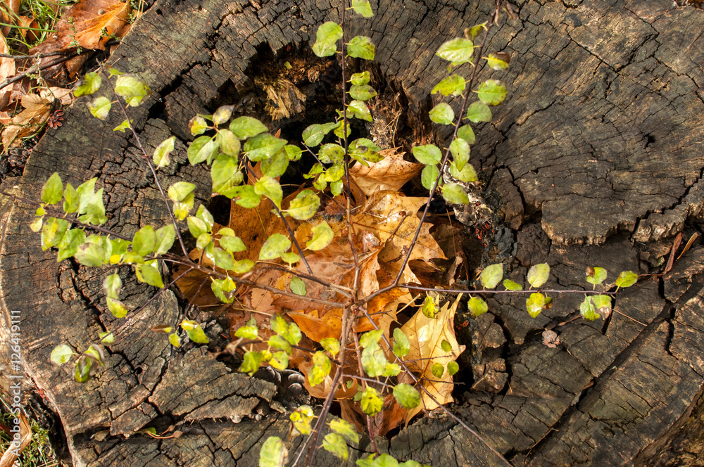 Cut trunk of large tree with sapling grew into it in autumn park