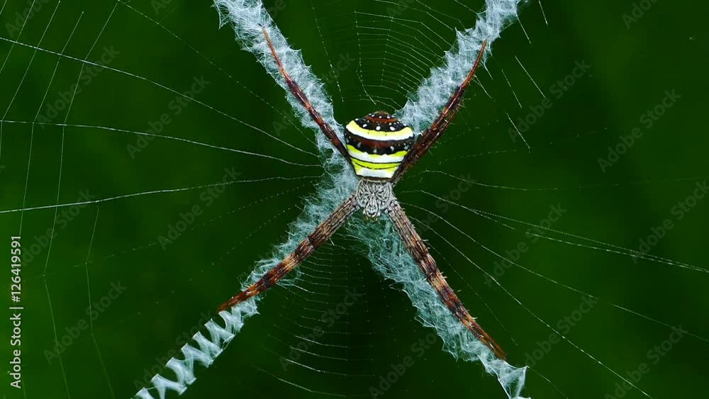 Spider on web in tropical rain forest, nature background.
