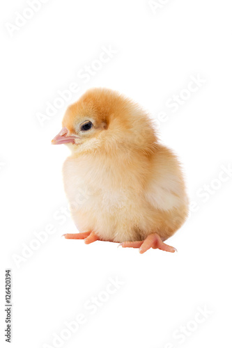 the little chicken