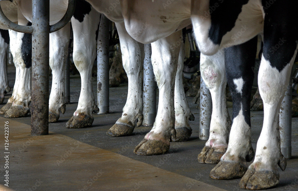 Cow claws. Cows in milking stable. Farming. Automatic milkingmachine