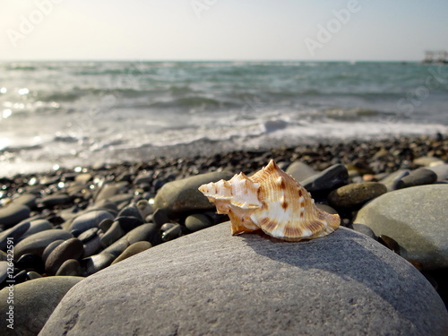 красивая ракушка на лежит на каменистом пляже на фоне моря 
