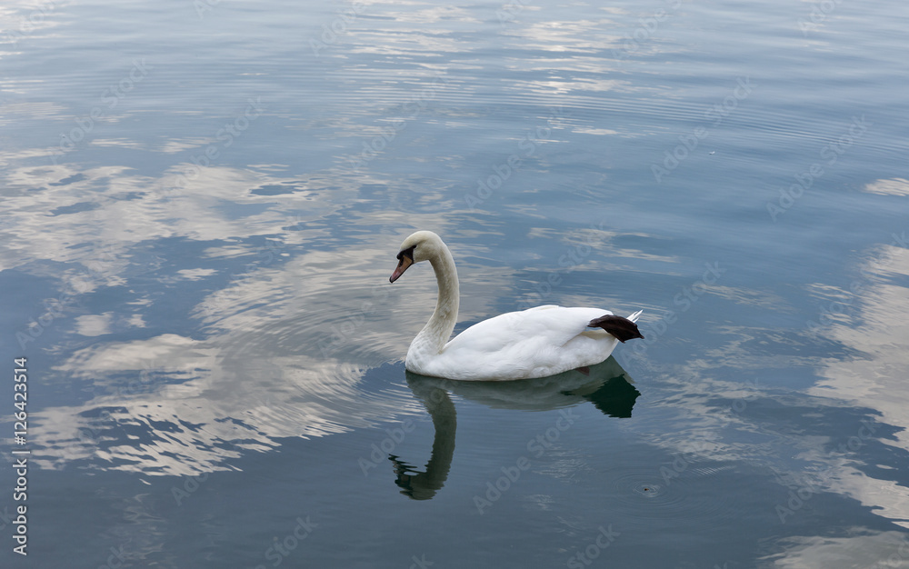 Fototapeta premium White swan floating on Lake Bled