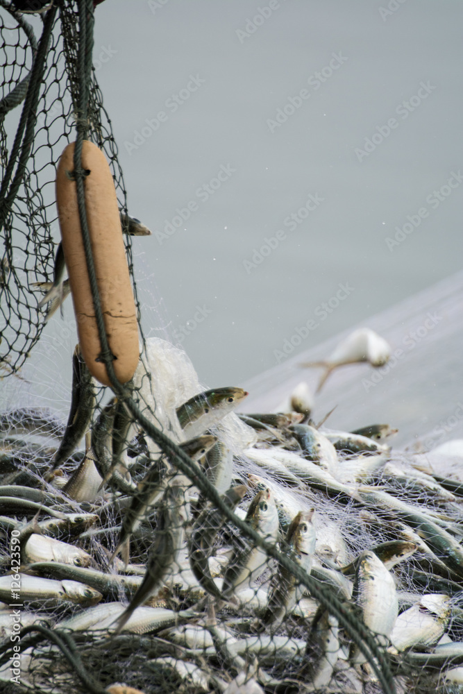 Obraz premium On the fisherman boat,Catching many fish at mouth of Bangpakong river in Chachengsao Province east of Thailand.