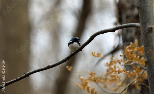 paruline bleue  photo