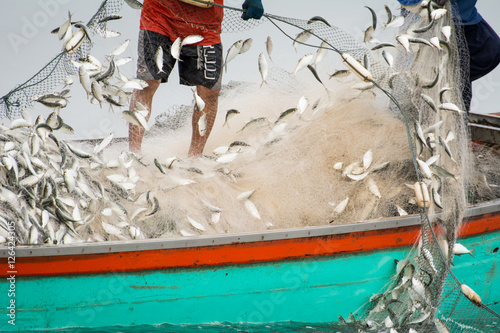 On the fisherman boat,Catching many fish at mouth of Bangpakong river in Chachengsao Province east of Thailand. photo