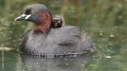 Little Grebe loon (Tachybaptus ruficollis) carrying young grebelets or chicks