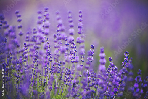Lavender lilac flowers - floral background