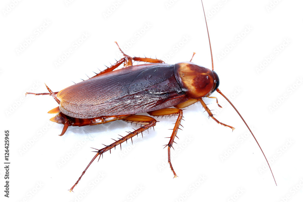 cockroach cockroach
