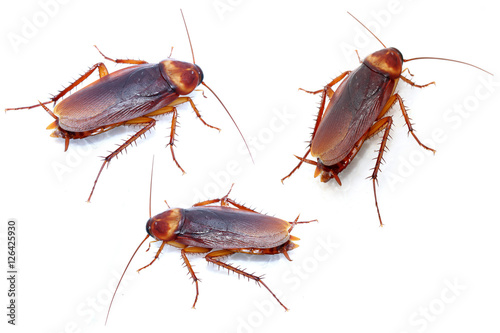 cockroaches © chaipanya