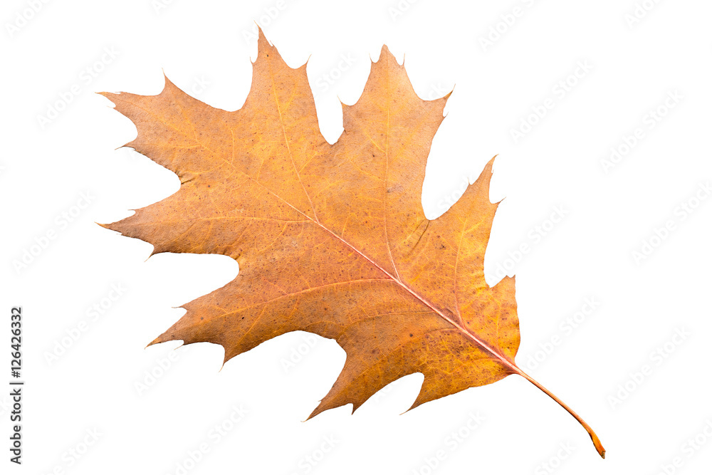 Piece of maple leave withering in fall isolated on white background Piece of maple leave withering in fall isolated on white background