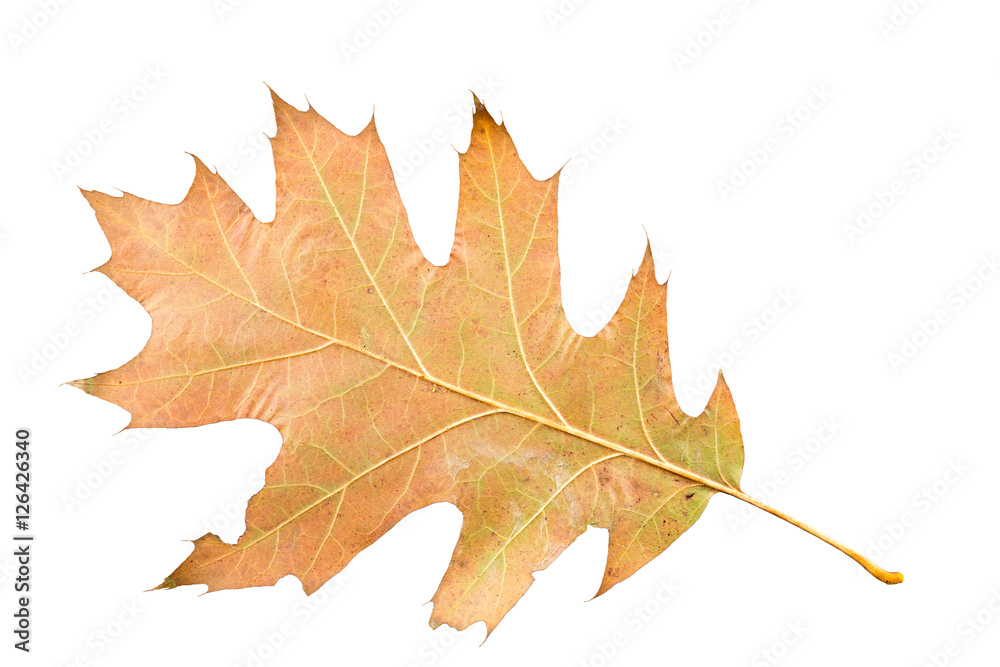 Piece of maple leave withering in fall isolated on white background Piece of maple leave withering in fall isolated on white background