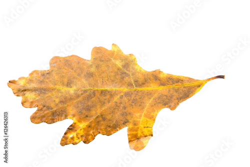 Piece of oak leave withering in fall isolated on white background