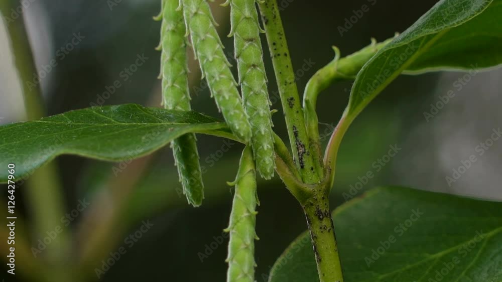 Green fern plant with a flower not yet bloomed with the big green leaves found in the garden Green fern plant with a flower not yet bloomed with the big green leaves found in the garden