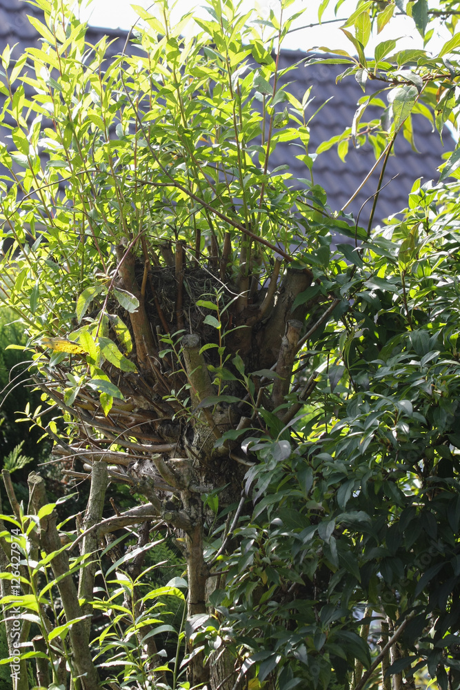 Vogelnest in der Weidenhecke Vogelnest in der Weidenhecke
