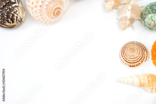sea shells on a white background