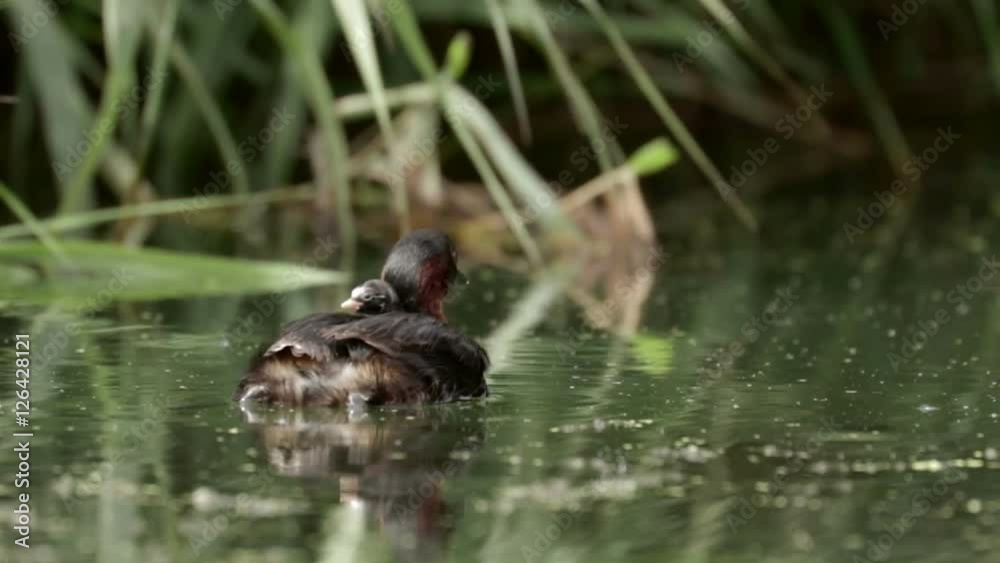 Little Grebe loon (Tachybaptus ruficollis) carrying young grebelets or chicks