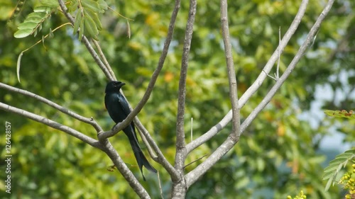 Black Drongo bird is making voice on the tree