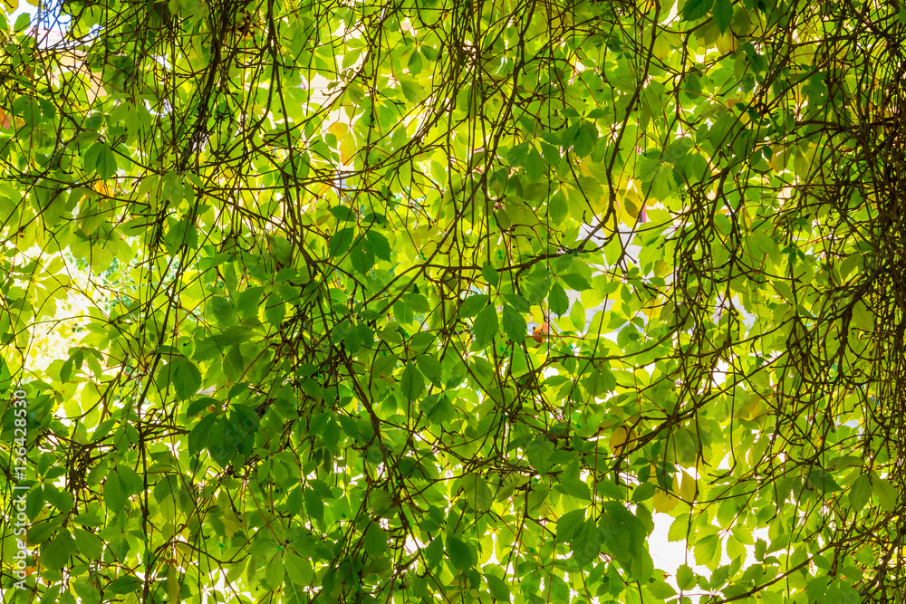 Fototapeta premium Background of green vine