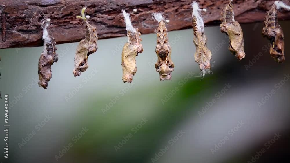 Butterfly buds hanging on a branch