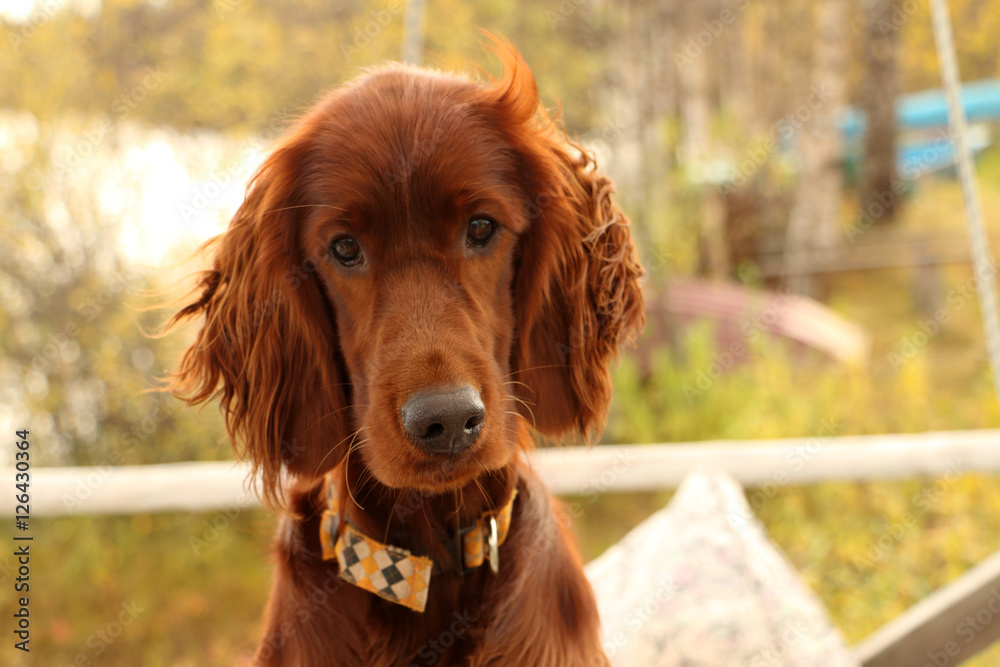 dog Irish setter