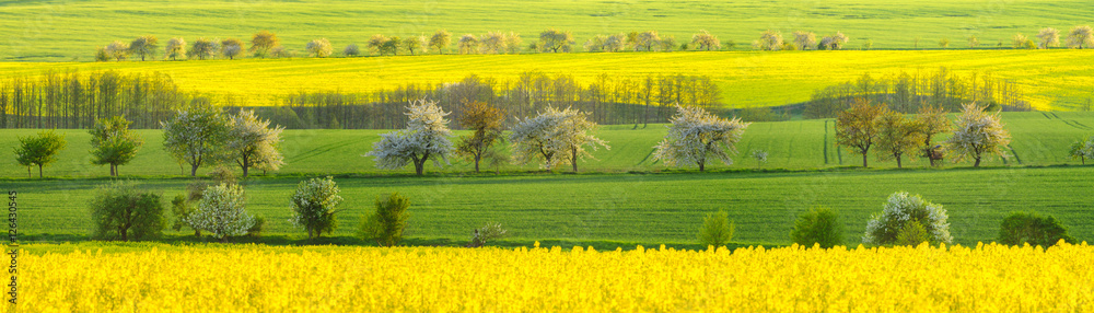 Obraz premium Zielone łany młodego zboża na wiosennym polu 