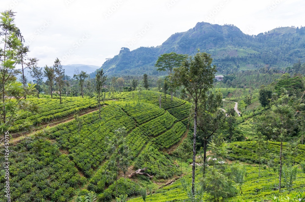 Tea plantations in Central highlands of Sri Lanka