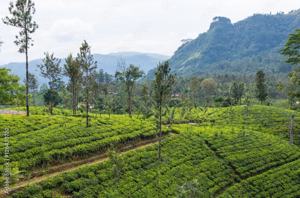 Naklejka premium Tea plantations in Central highlands of Sri Lanka