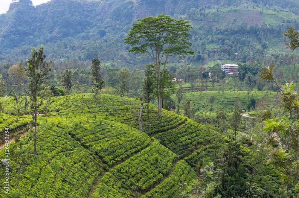 Tea plantations in Central highlands of Sri Lanka