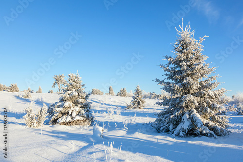 Winter Spruce tree
