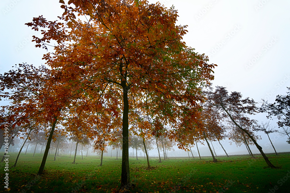 Obraz premium Piante in autunno