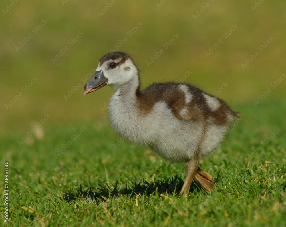 Baby geese enjoying life Baby geese enjoying life