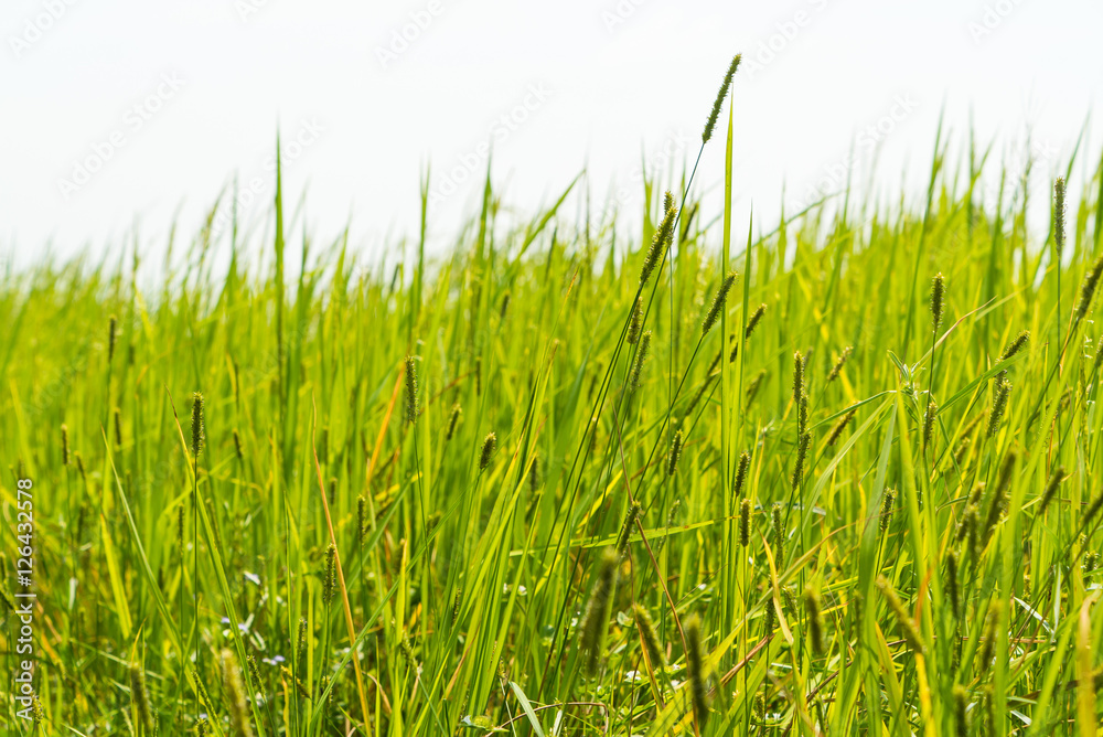 Green rice field in Thailand Green rice field in Thailand