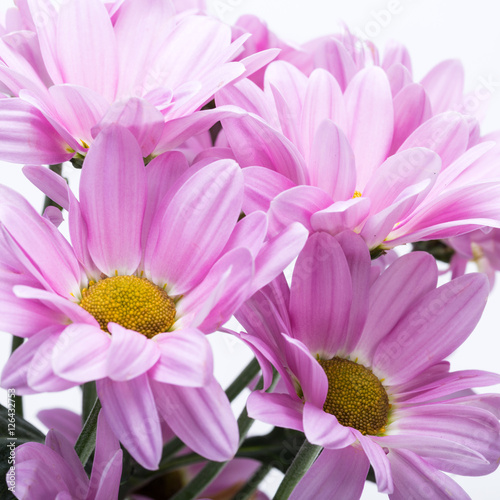 Close up of the pink chrysanthemum flowers