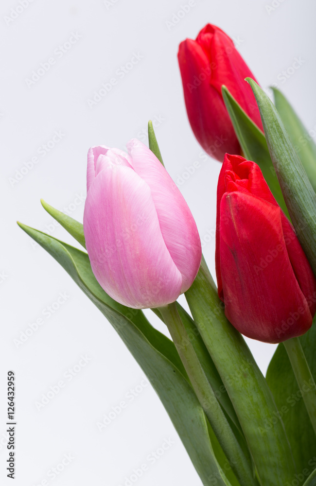 Fototapeta premium colorful bouquet of fresh spring tulip flowers