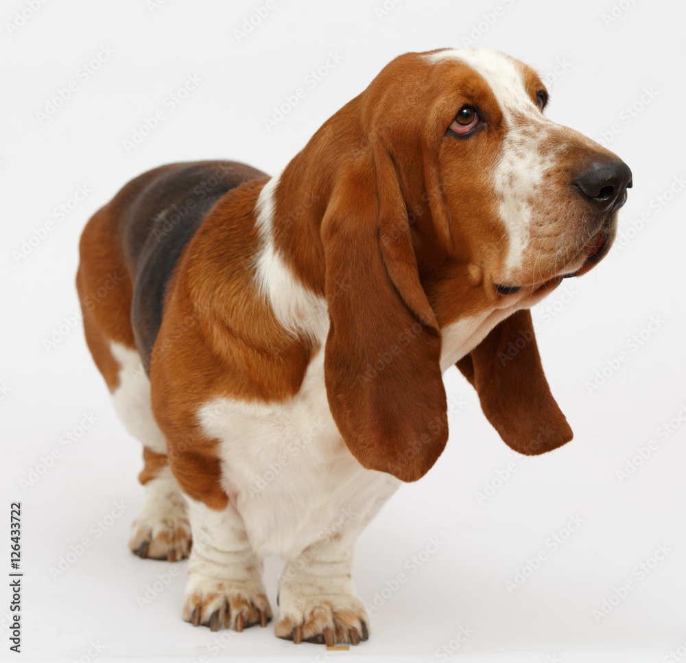 Dog, basset hound, isolated 