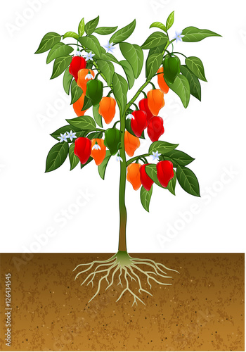 Habanero pepper plant