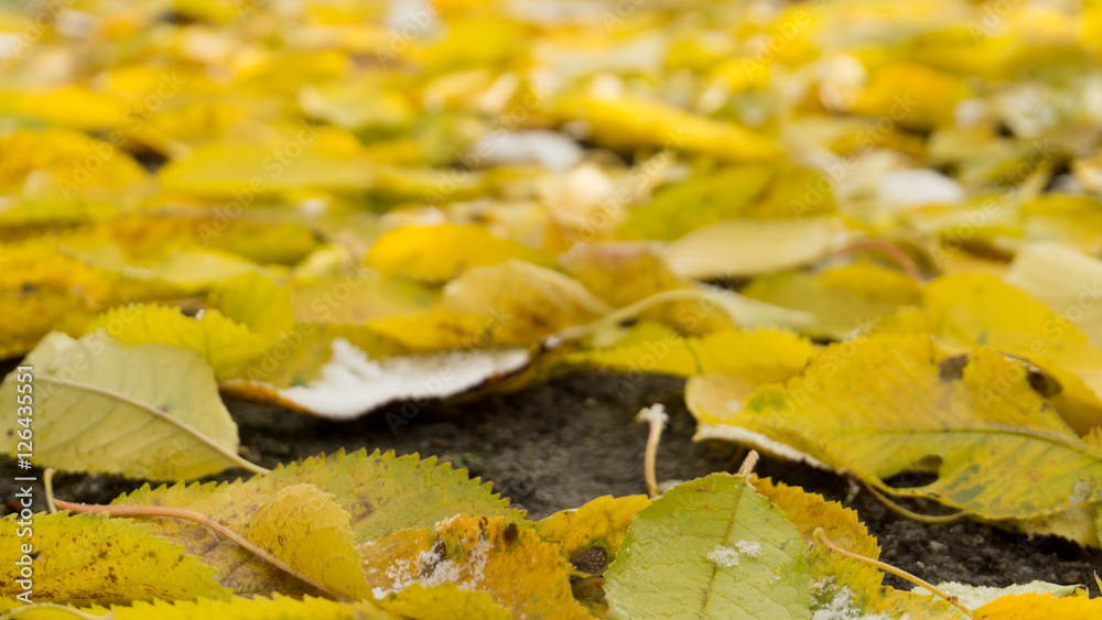 Blätter im Herbst Blätter im Herbst