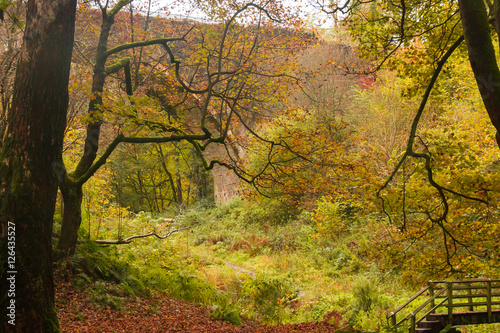 Causey Arch in Autumn